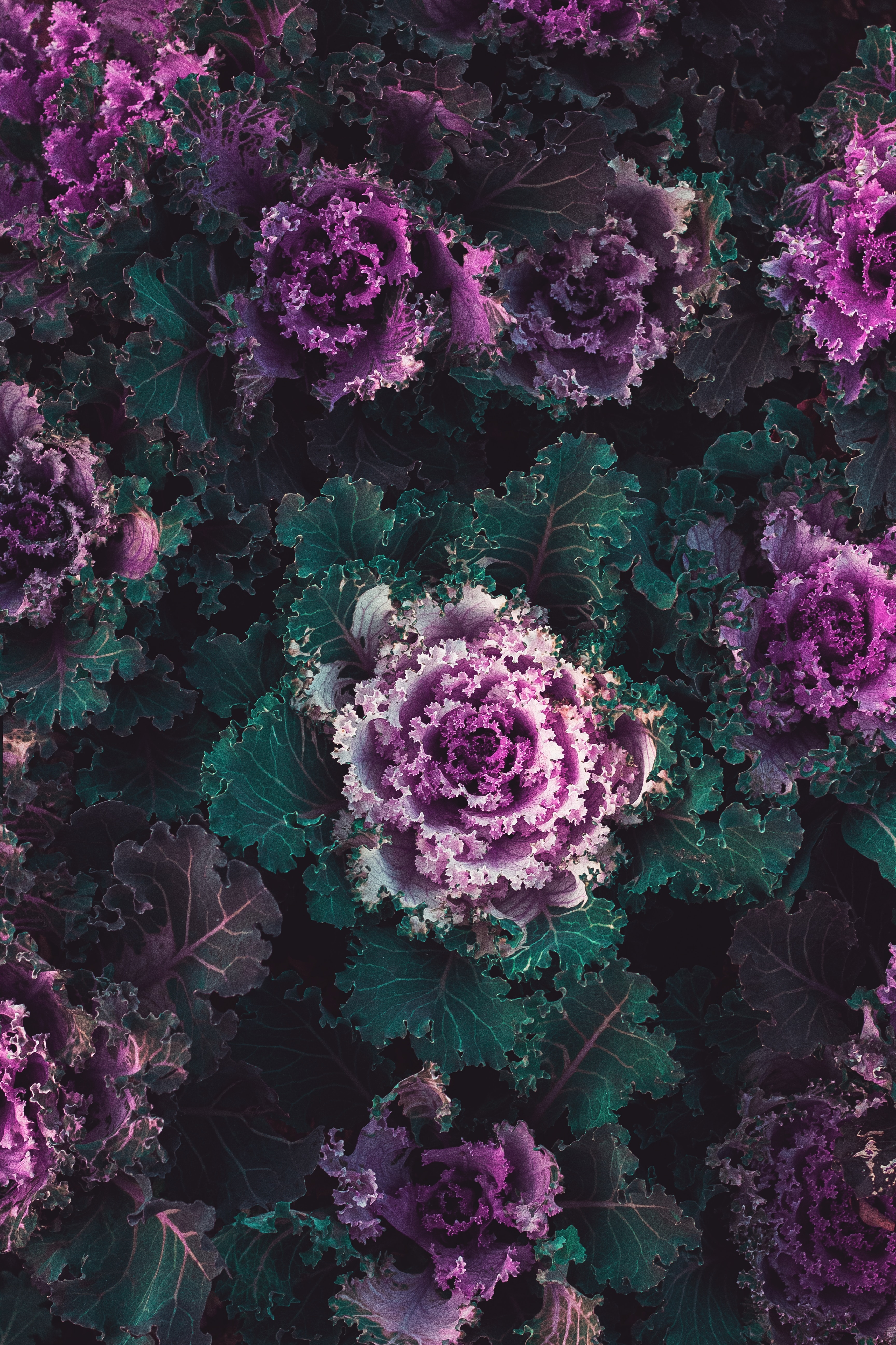 cabbage