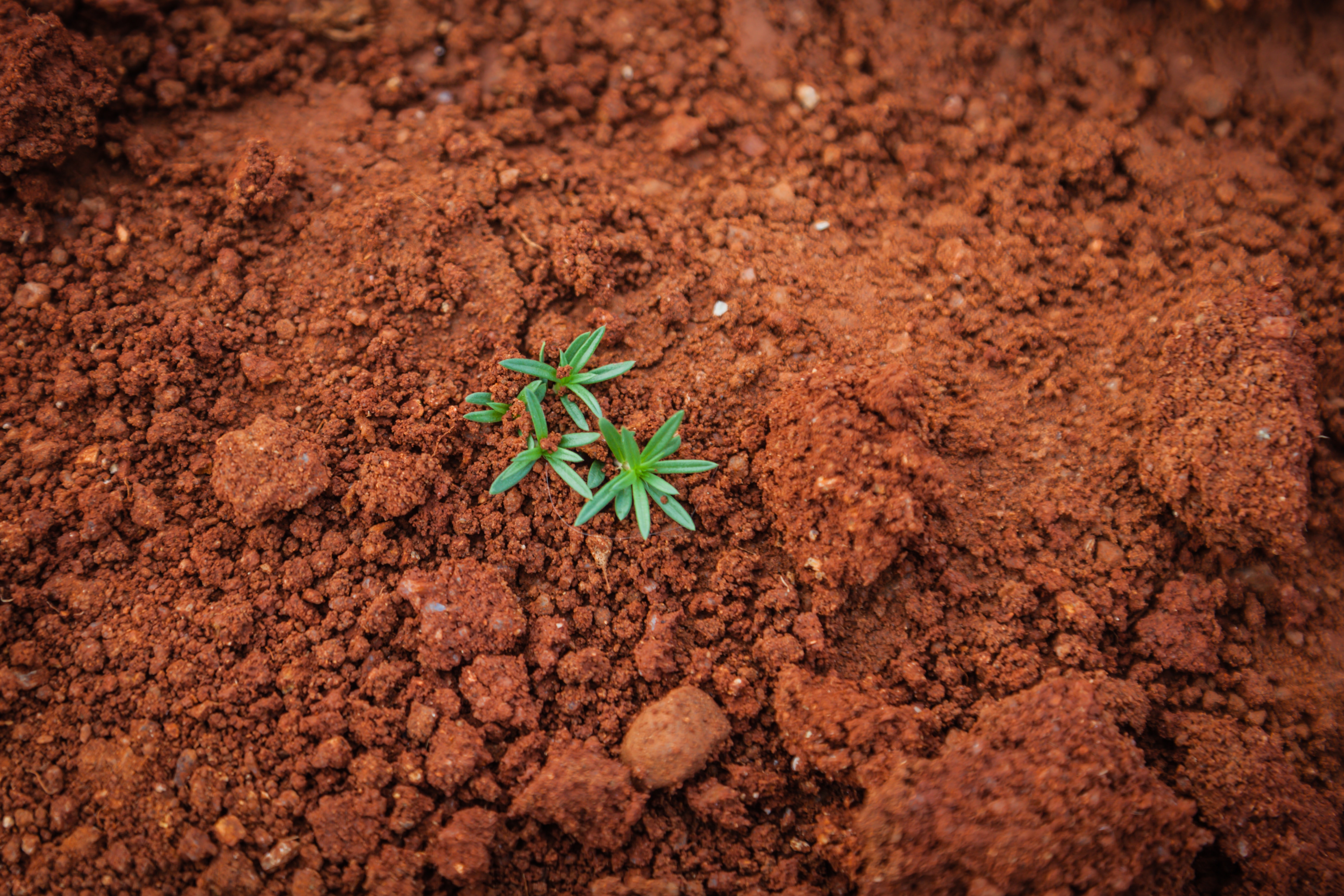 soil