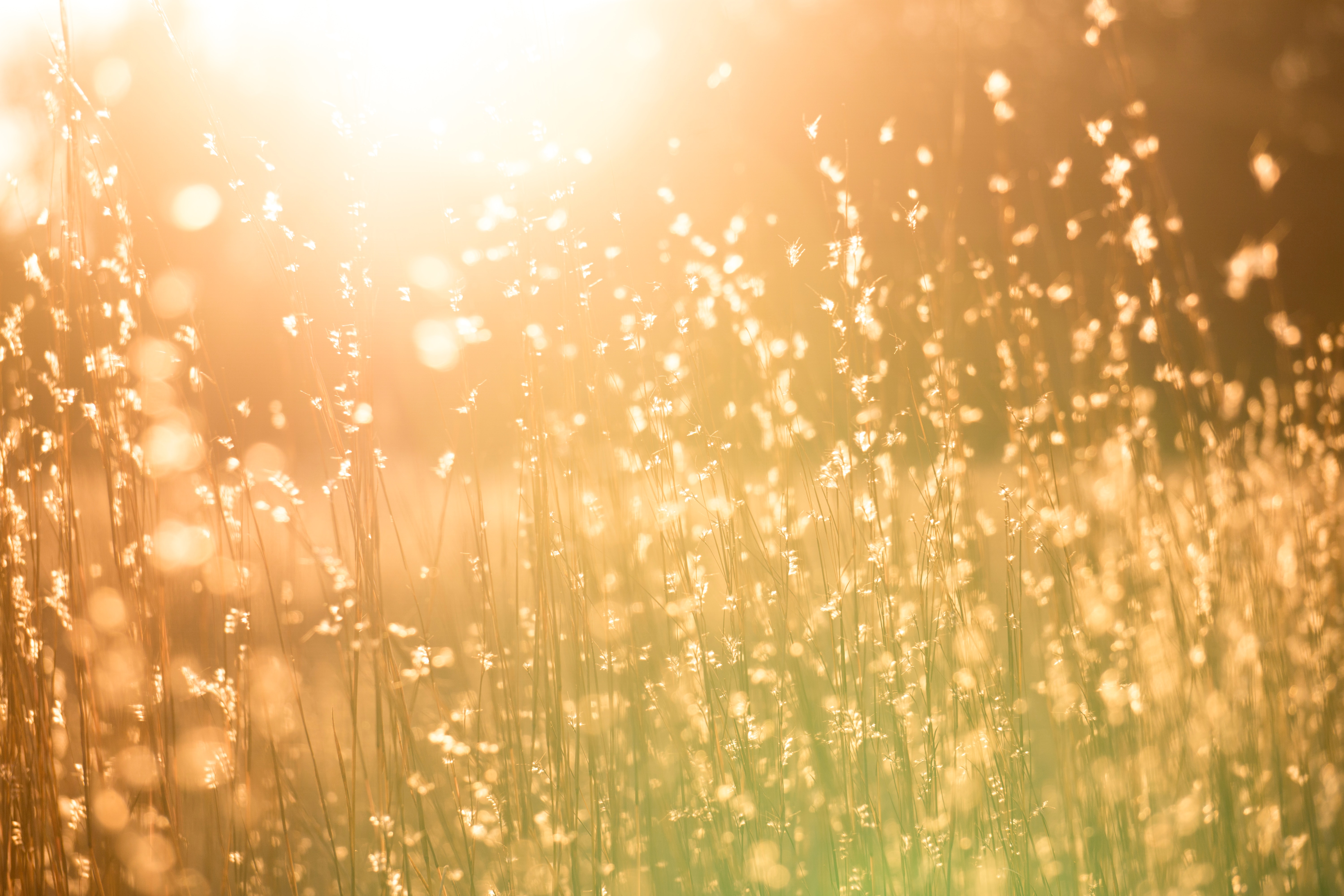 sunlight